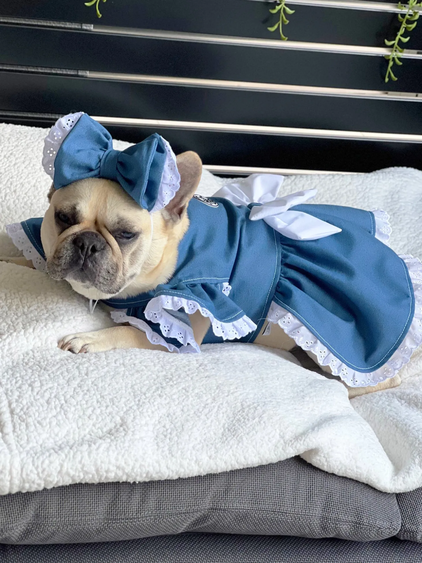 Denim & Lace - Ruffles Dog Dress with bow (Limited Edition)