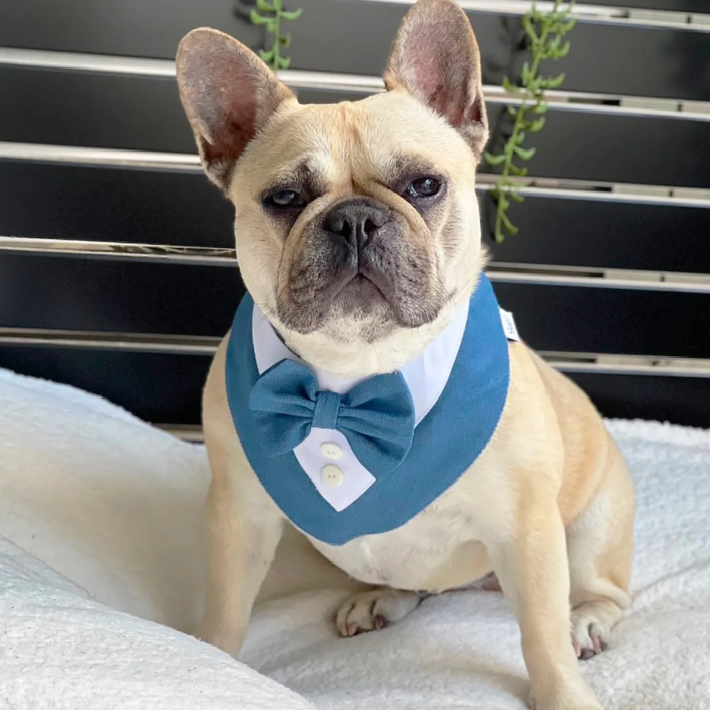 Denim and Dapper Bandana