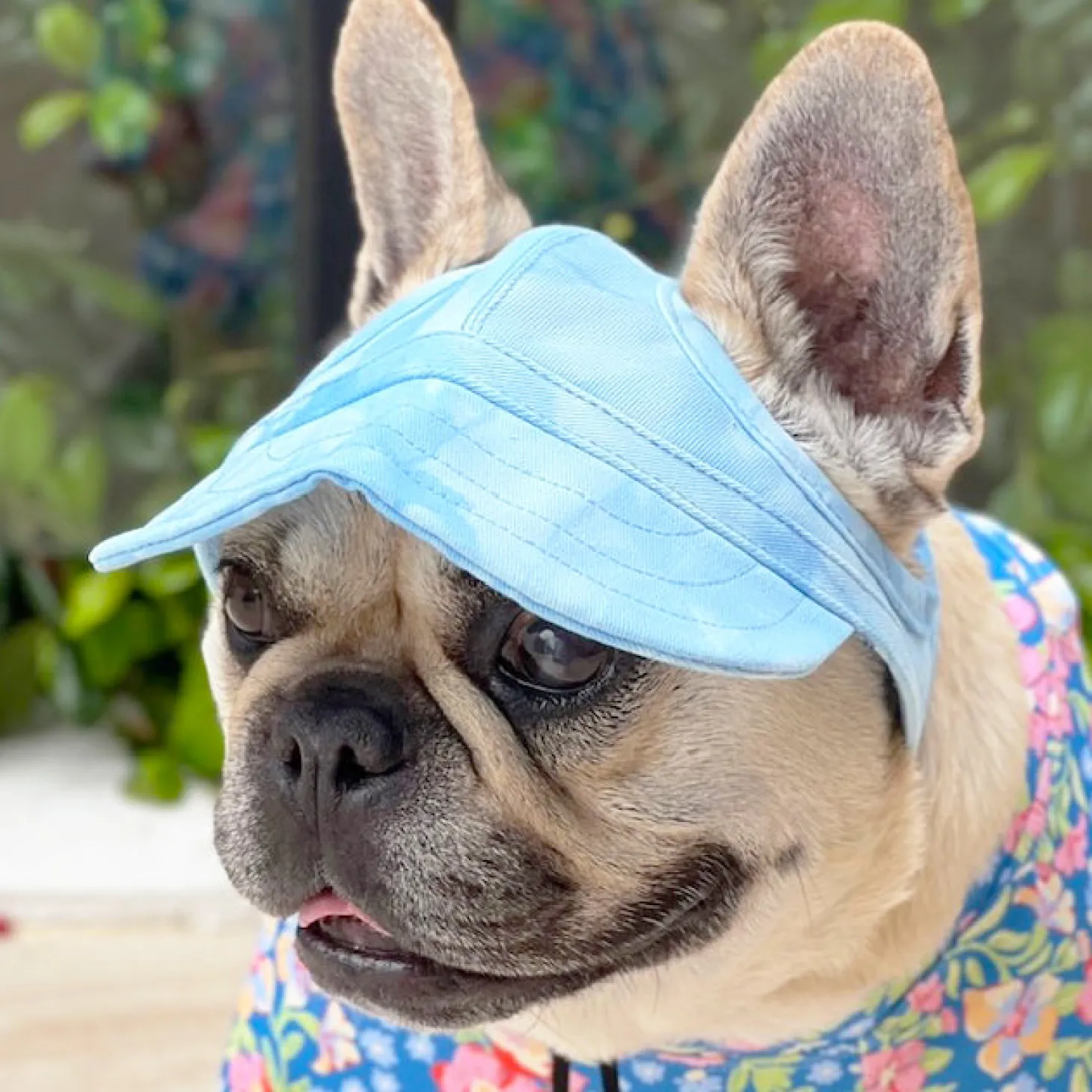 Dog Cap - Blue Stonewash