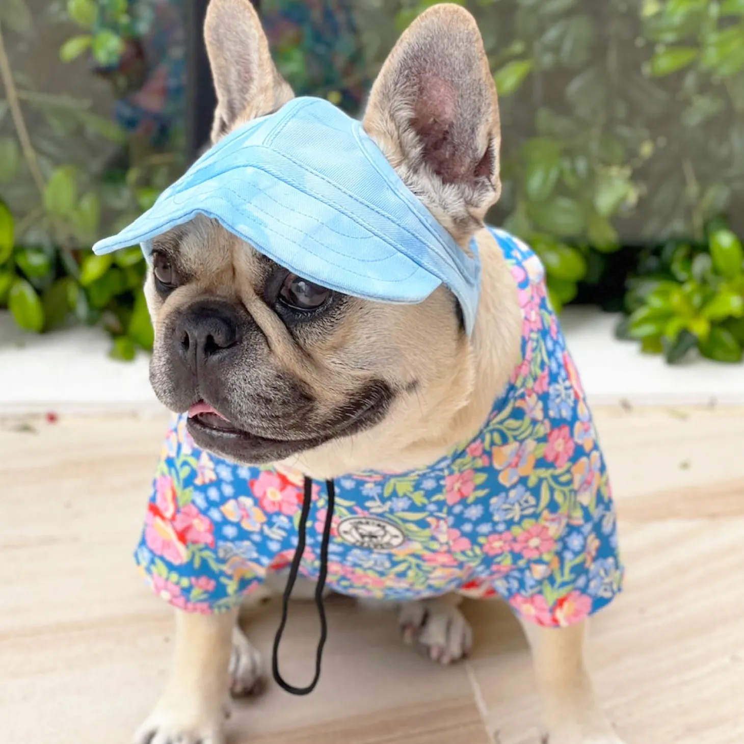 Dog Cap - Blue Stonewash