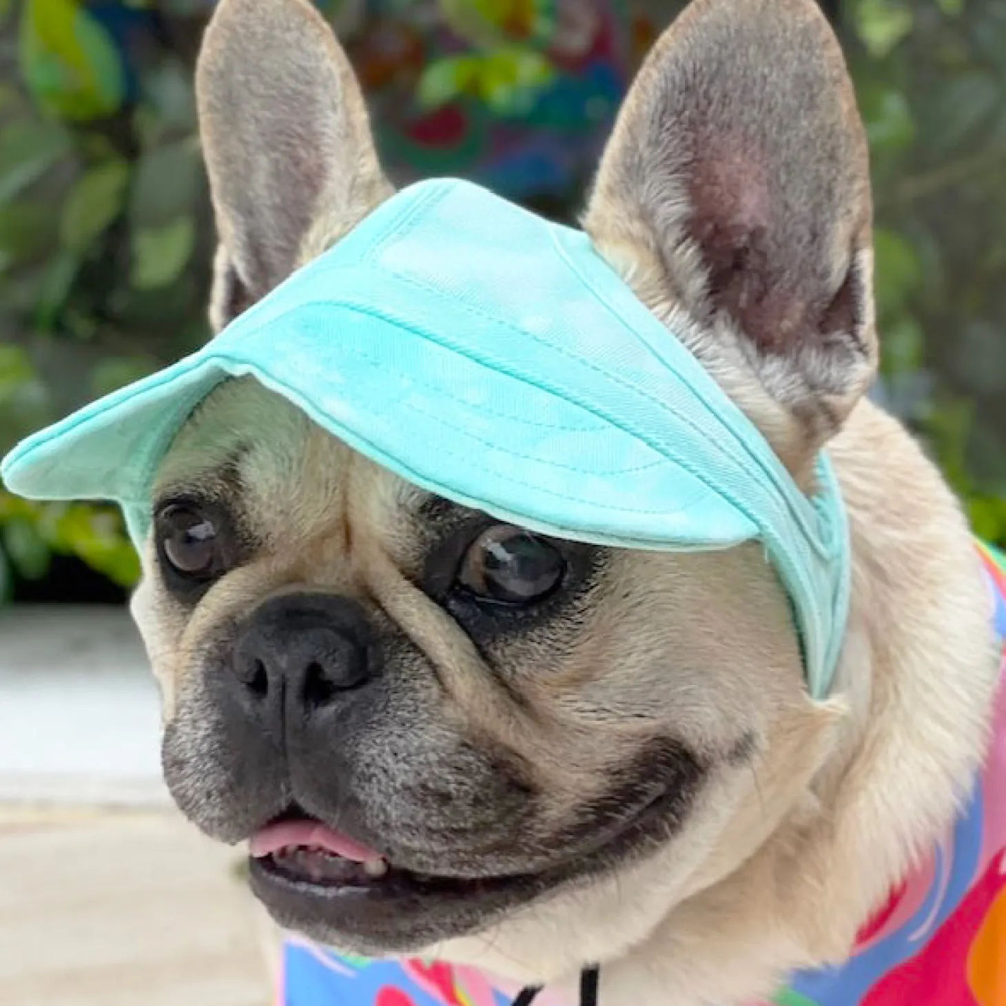 Dog Cap - Mint Stonewash