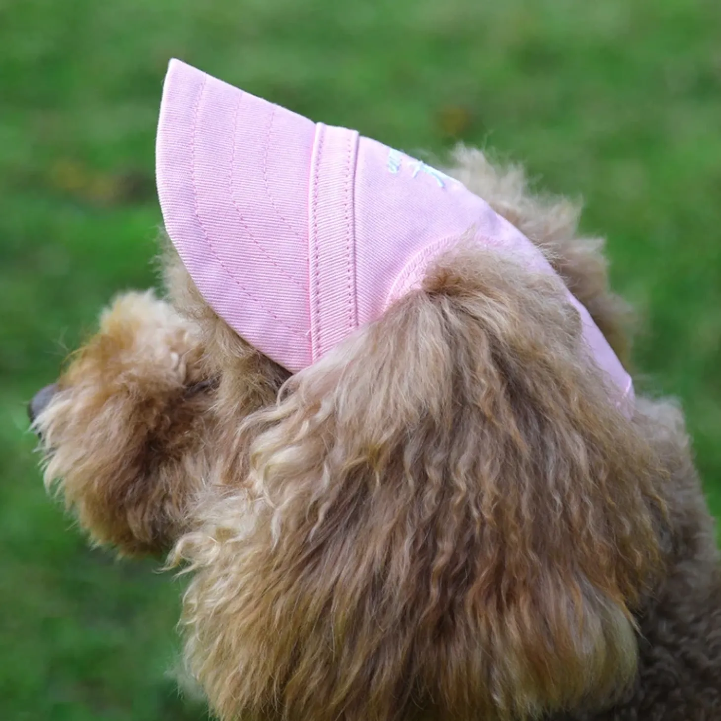 Dog Cap - Pink