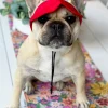 Dog Cap - Red