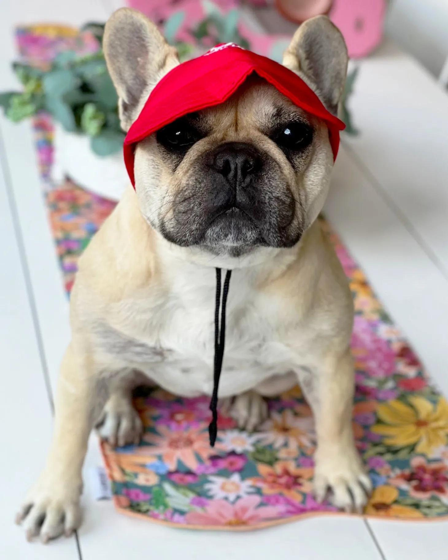 Dog Cap - Red