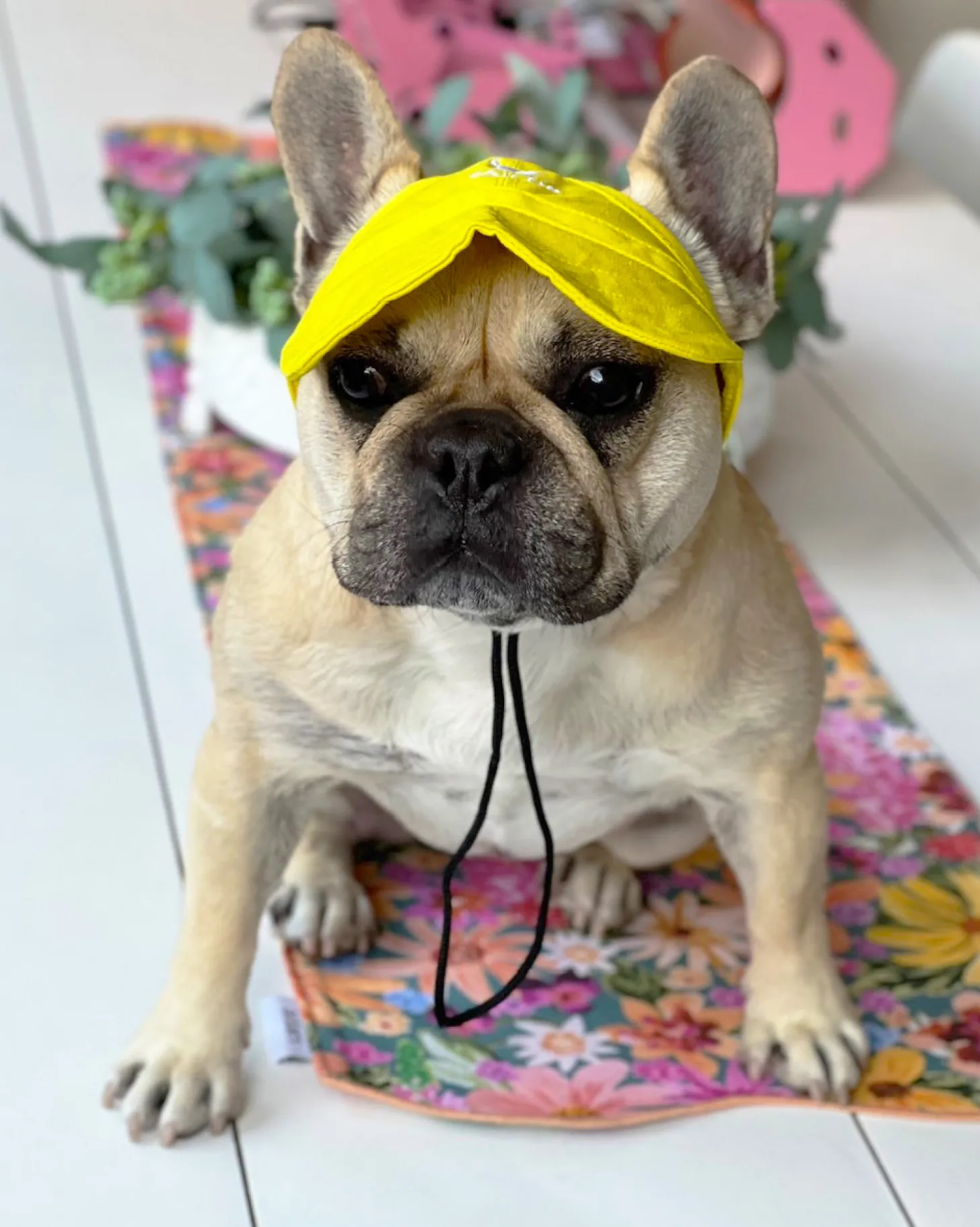 Dog Cap - Yellow