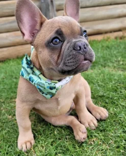 Endless Summer - Collar - End Of Line