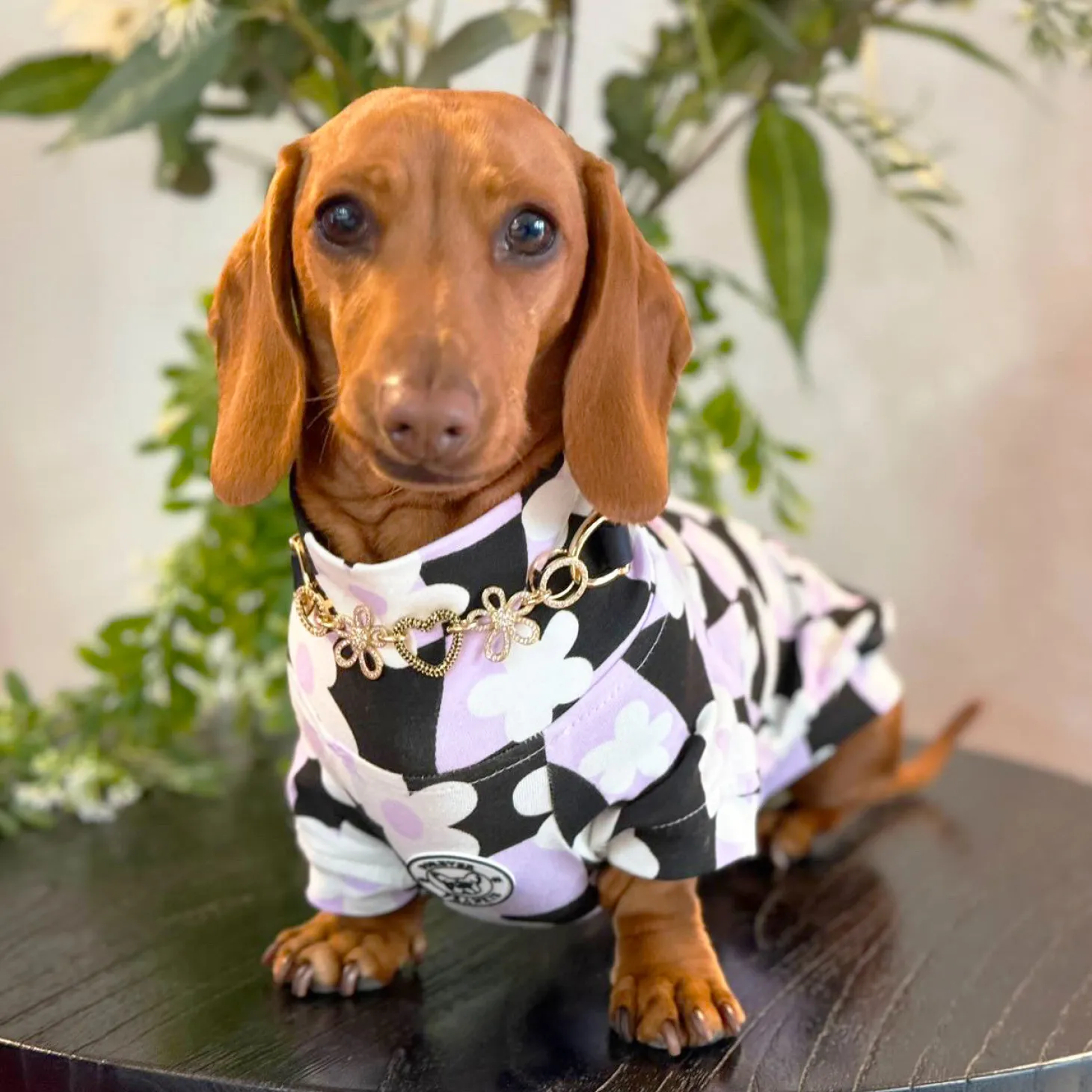 Floral Checkers Dog Skivvie (Limited Edition)