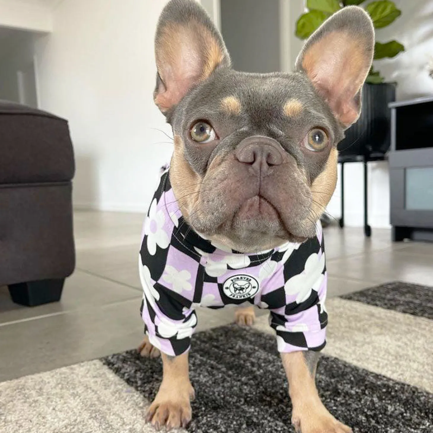 Floral Checkers Dog Skivvie (Limited Edition)