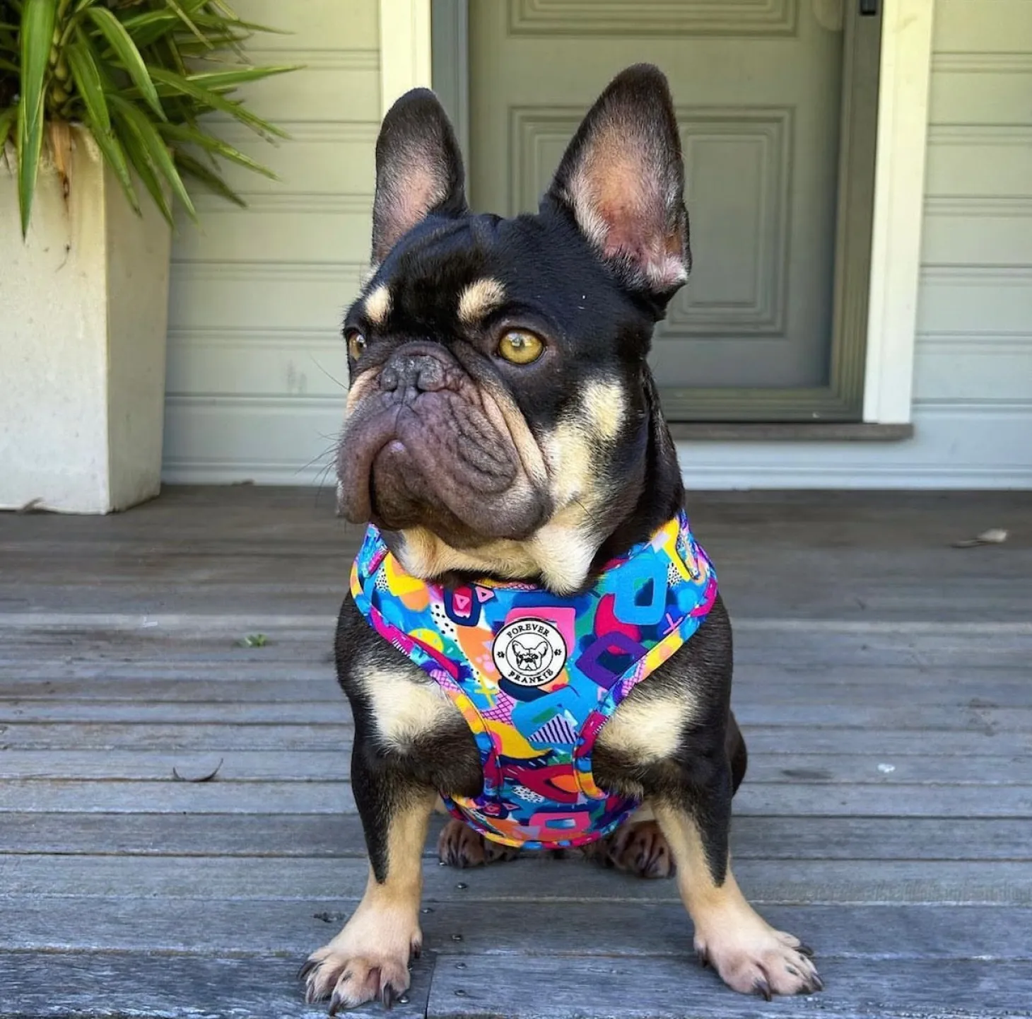 Geometric Splash - Adjustable Harness