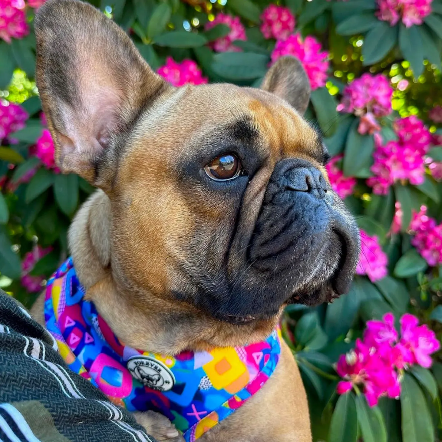 Geometric Splash - Adjustable Harness