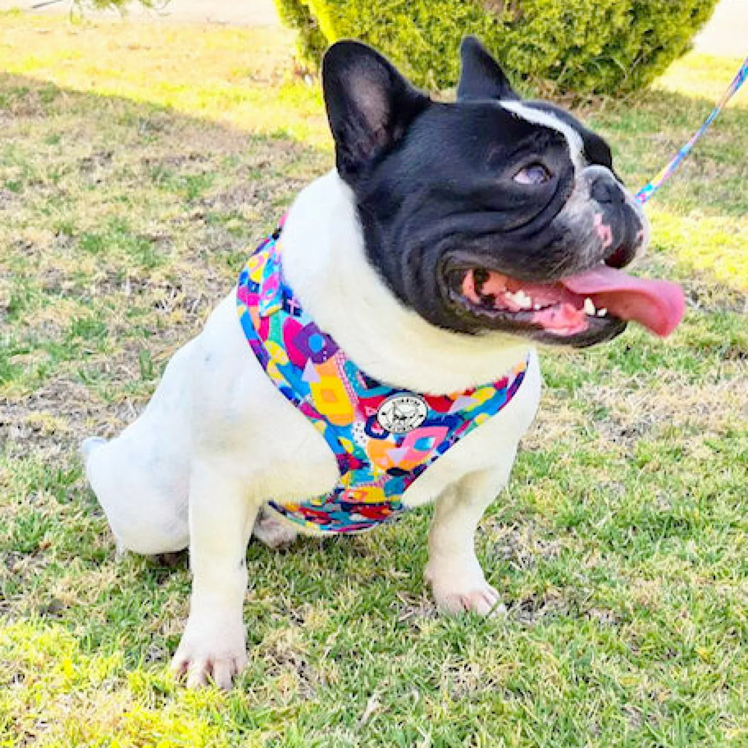 Geometric Splash - Adjustable Harness