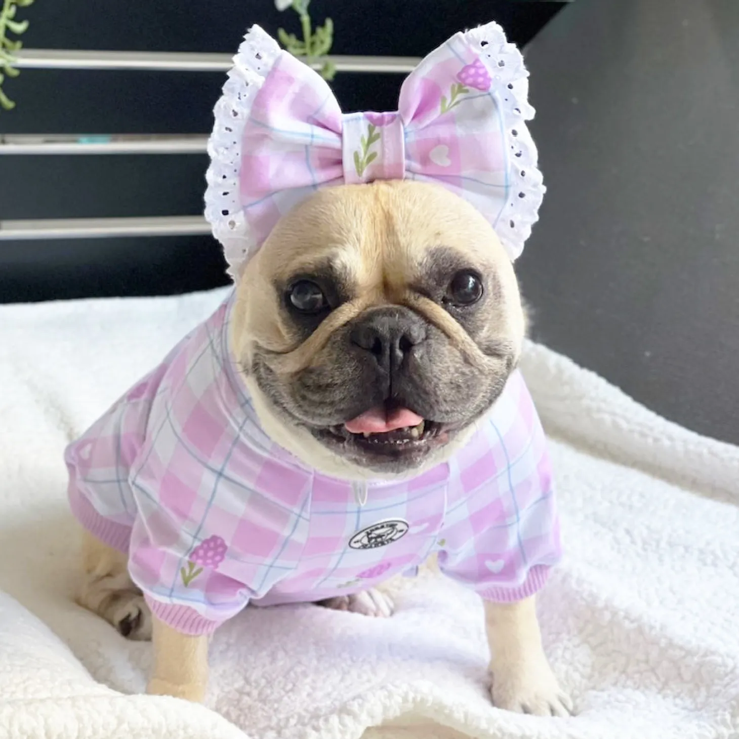 Gingham Lavender Dream Dog Skivvie (Limited Edition)