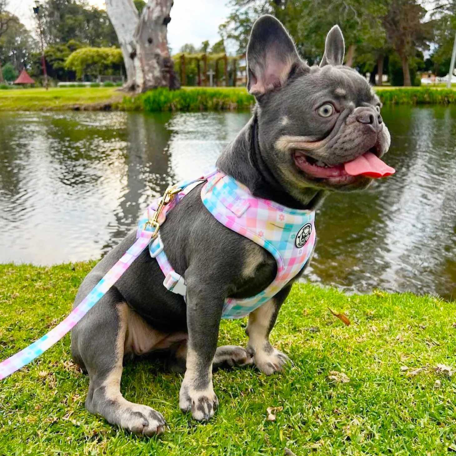 Gingham Wonderland - Adjustable Harness