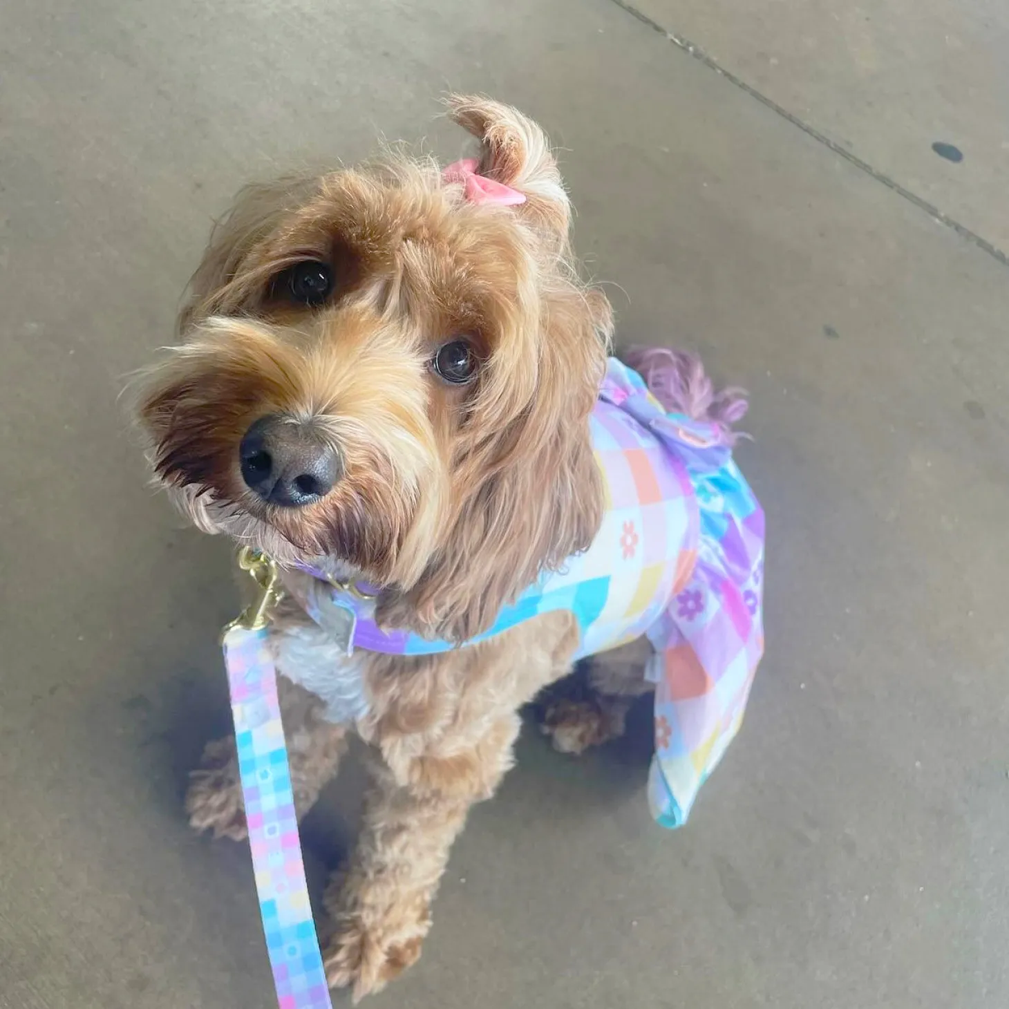 Gingham Wonderland - Adjustable Harness