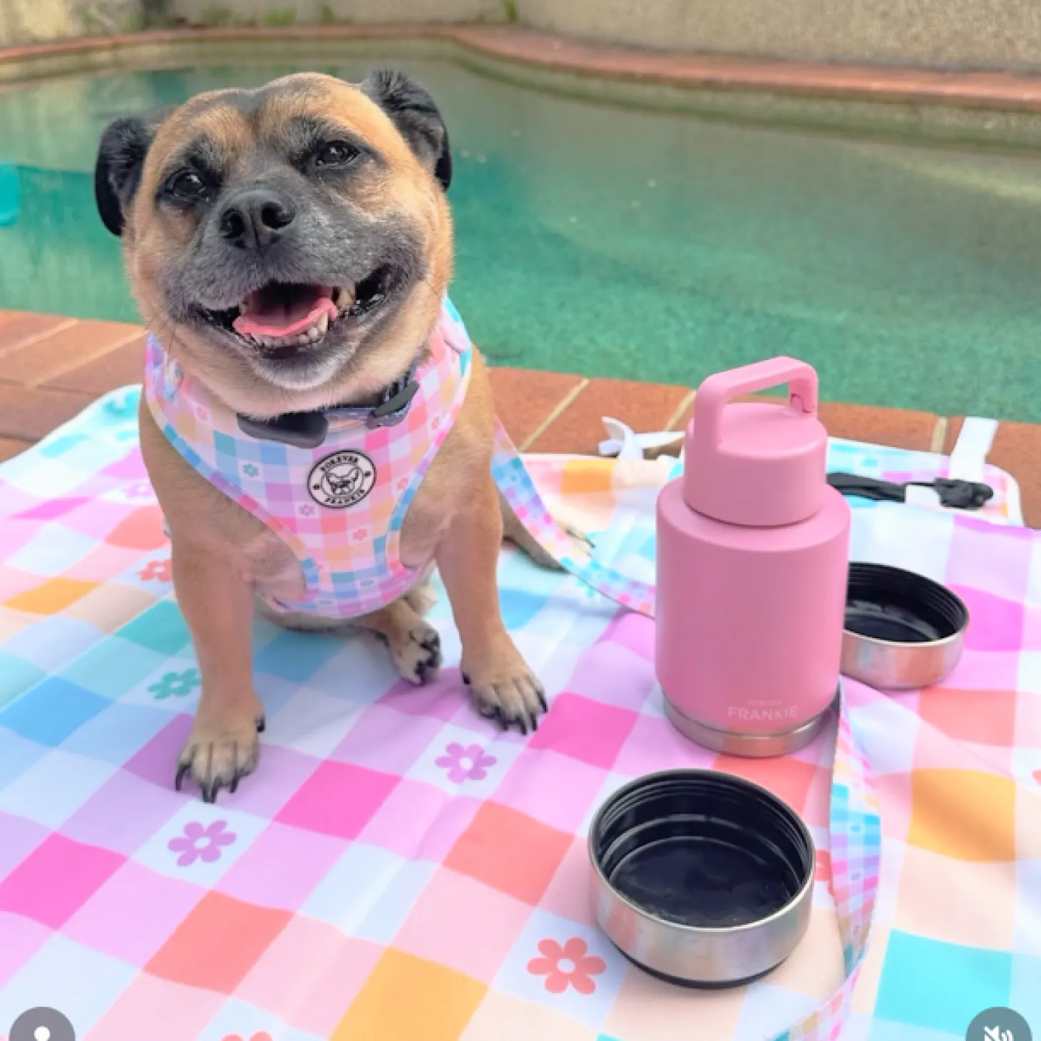 Gingham Wonderland - Adjustable Harness