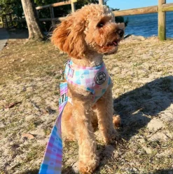 Gingham Wonderland - Adjustable Harness