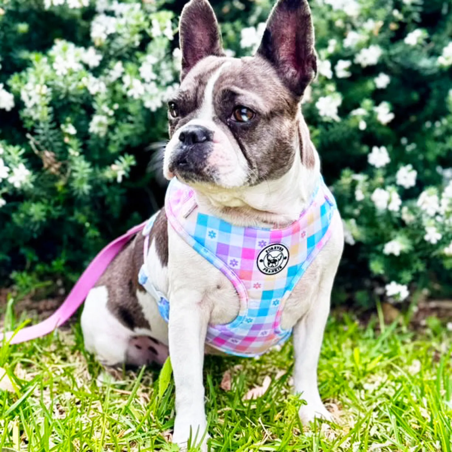 Gingham Wonderland - Adjustable Harness