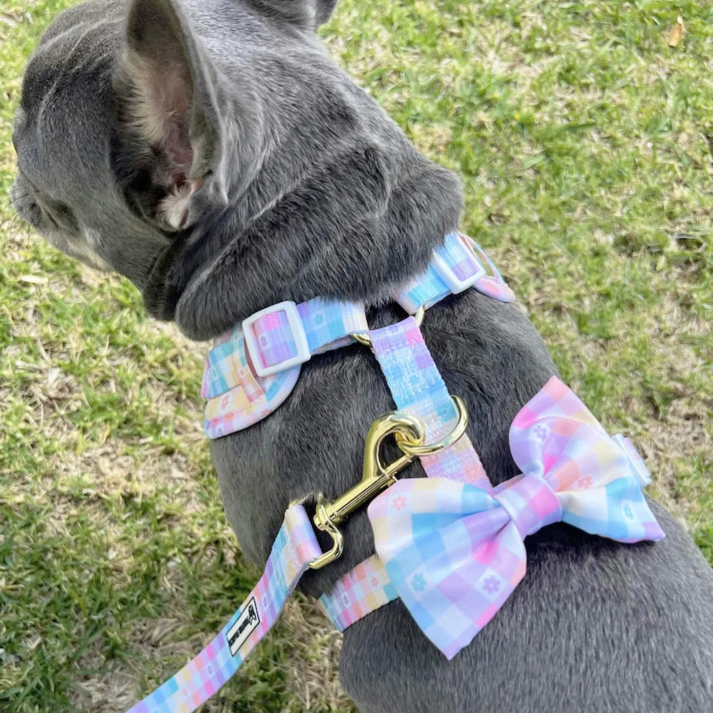 Gingham Wonderland - Adjustable Harness