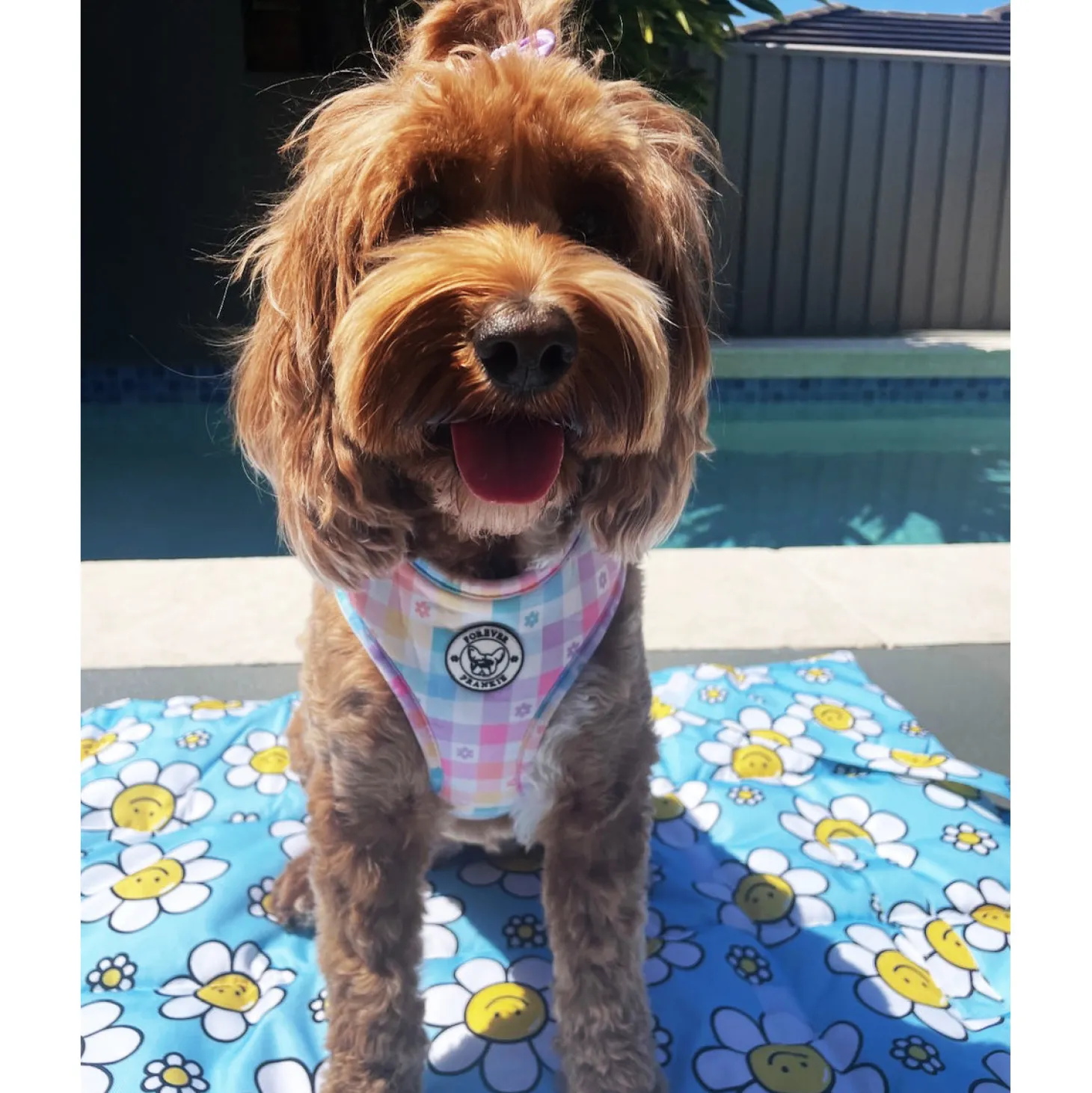 Gingham Wonderland - Adjustable Harness