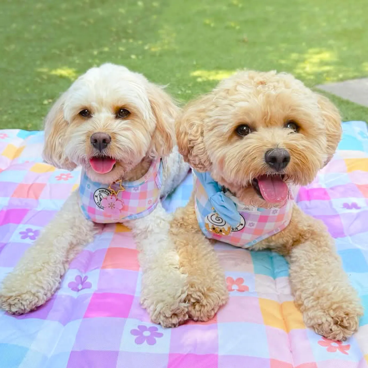 Gingham Wonderland - Adjustable Harness