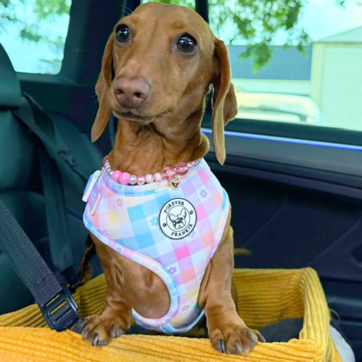 Gingham Wonderland - Adjustable Harness