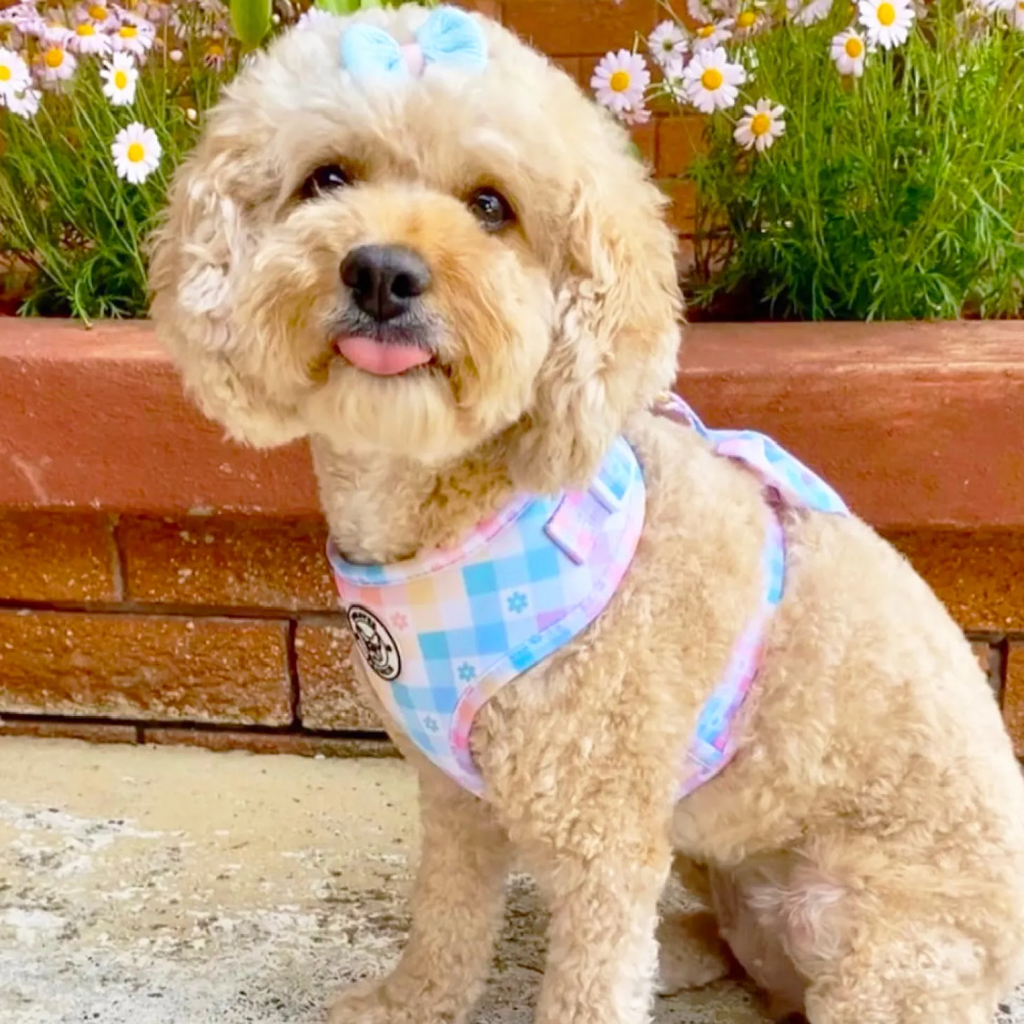 Gingham Wonderland - Adjustable Harness