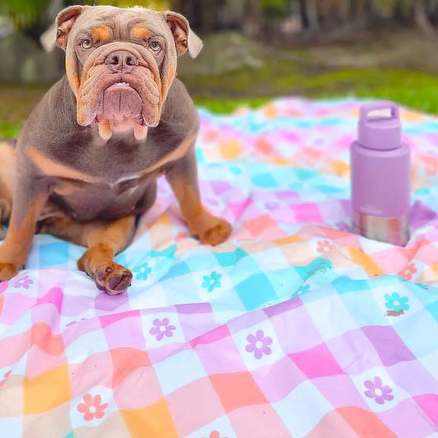 Gingham Wonderland - Picnic Blanket