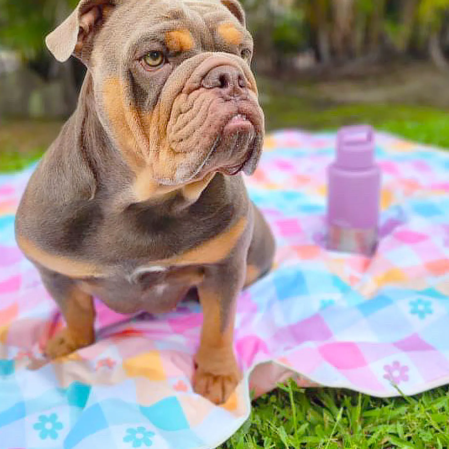 Gingham Wonderland - Picnic Blanket