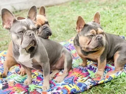 Graffiti - Adventure Mat - End Of Line