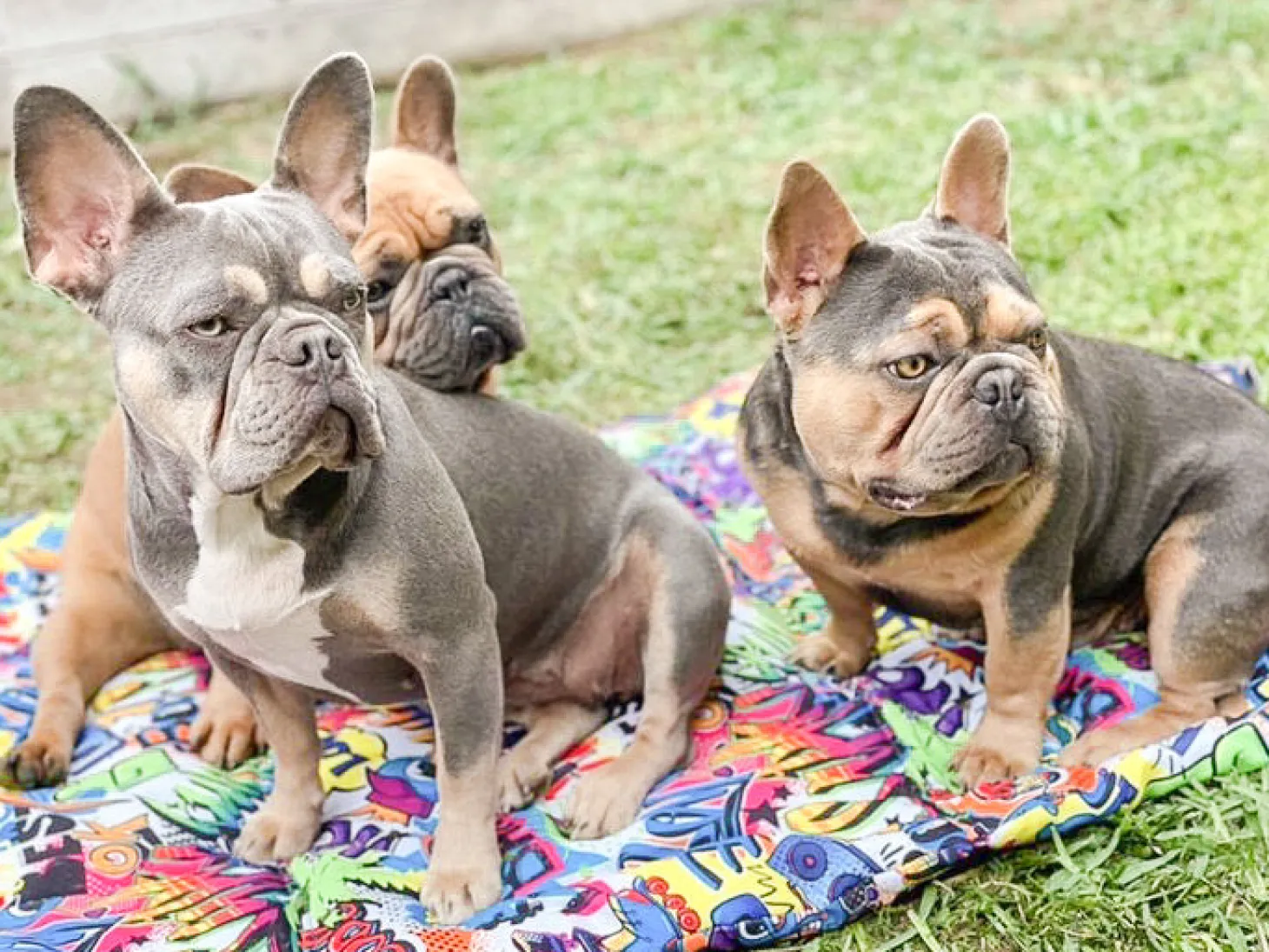 Graffiti - Adventure Mat - End Of Line