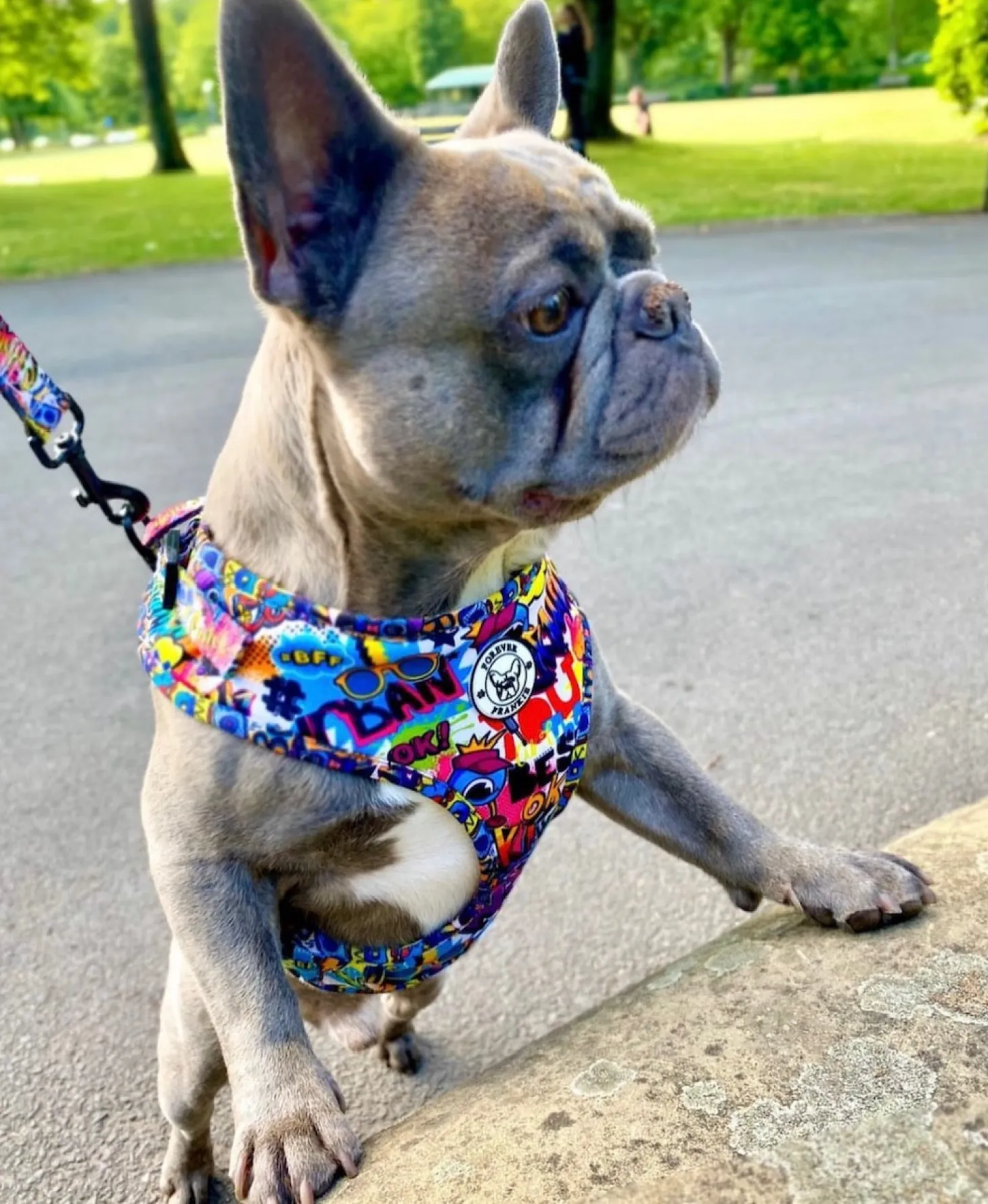 Graffiti - Dog Lead - End Of Line