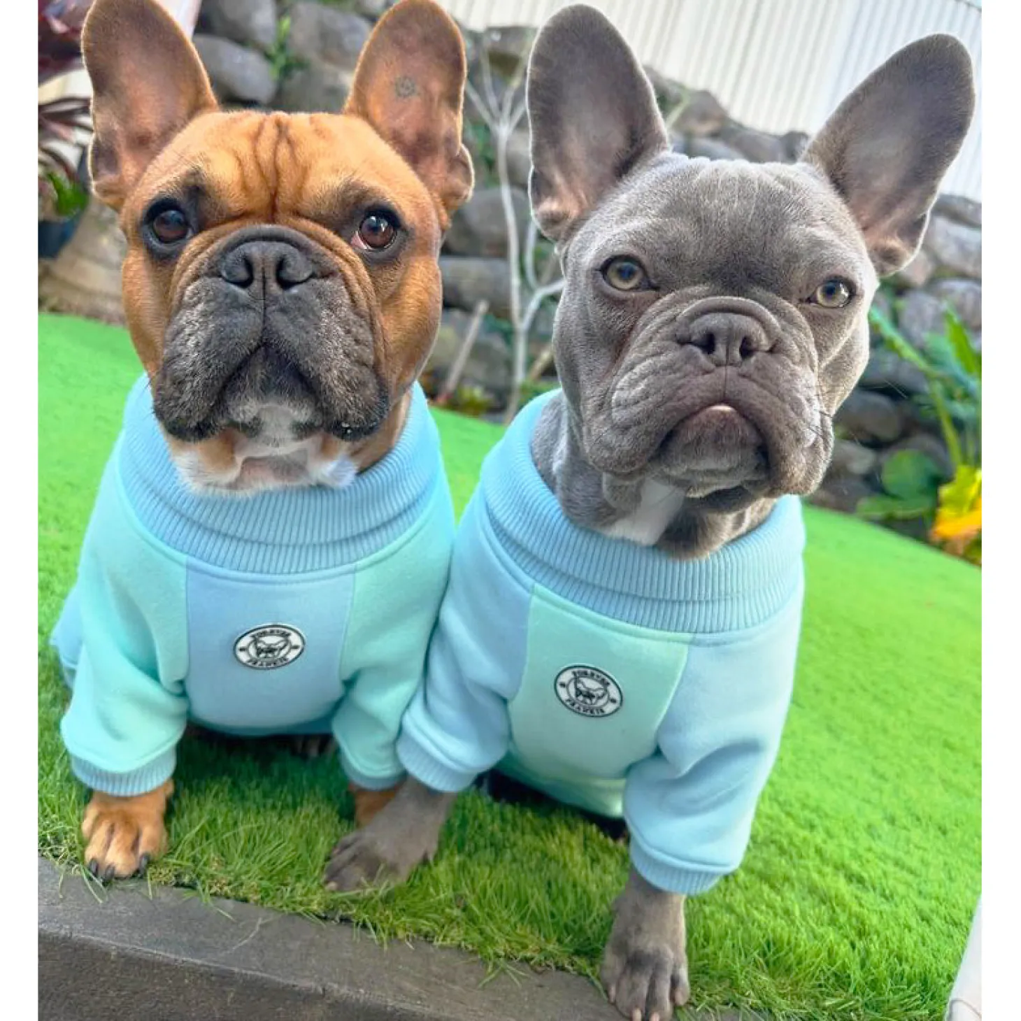 Green & Blue Dog Skivvie