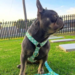 Green Check - Luxe Strap Harness