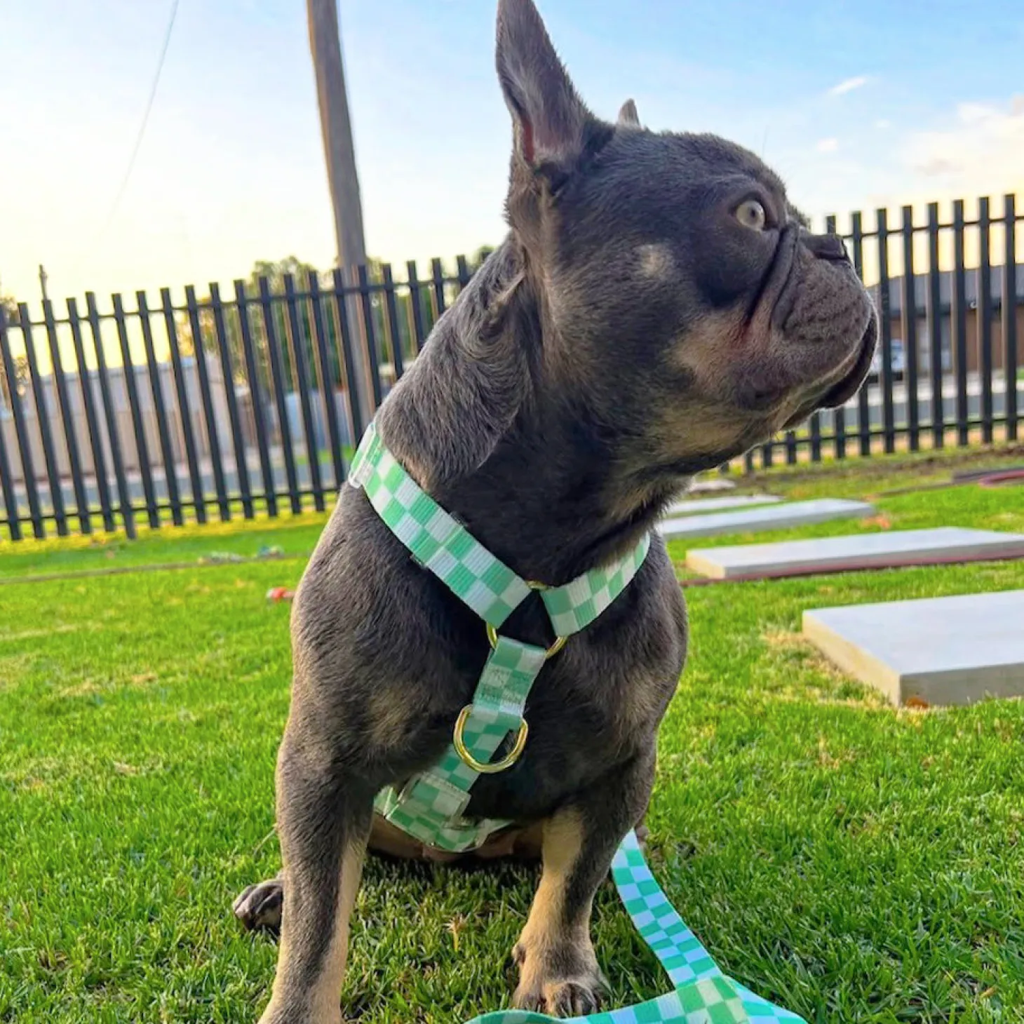 Green Check - Luxe Strap Harness
