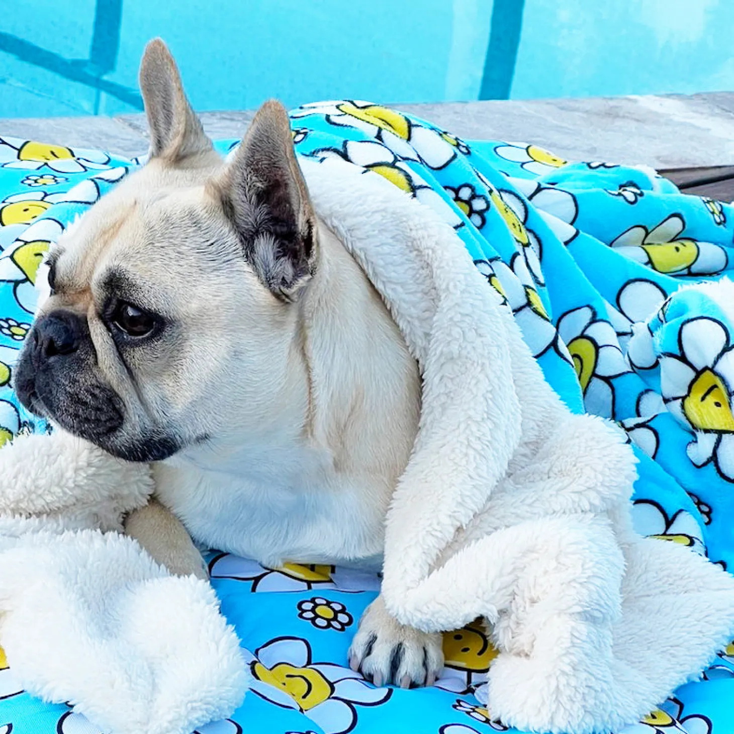 Happy Days - Extra Soft Pet Blanket