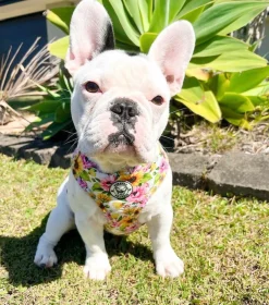 Heavenly Sunflower - Adjustable Harness