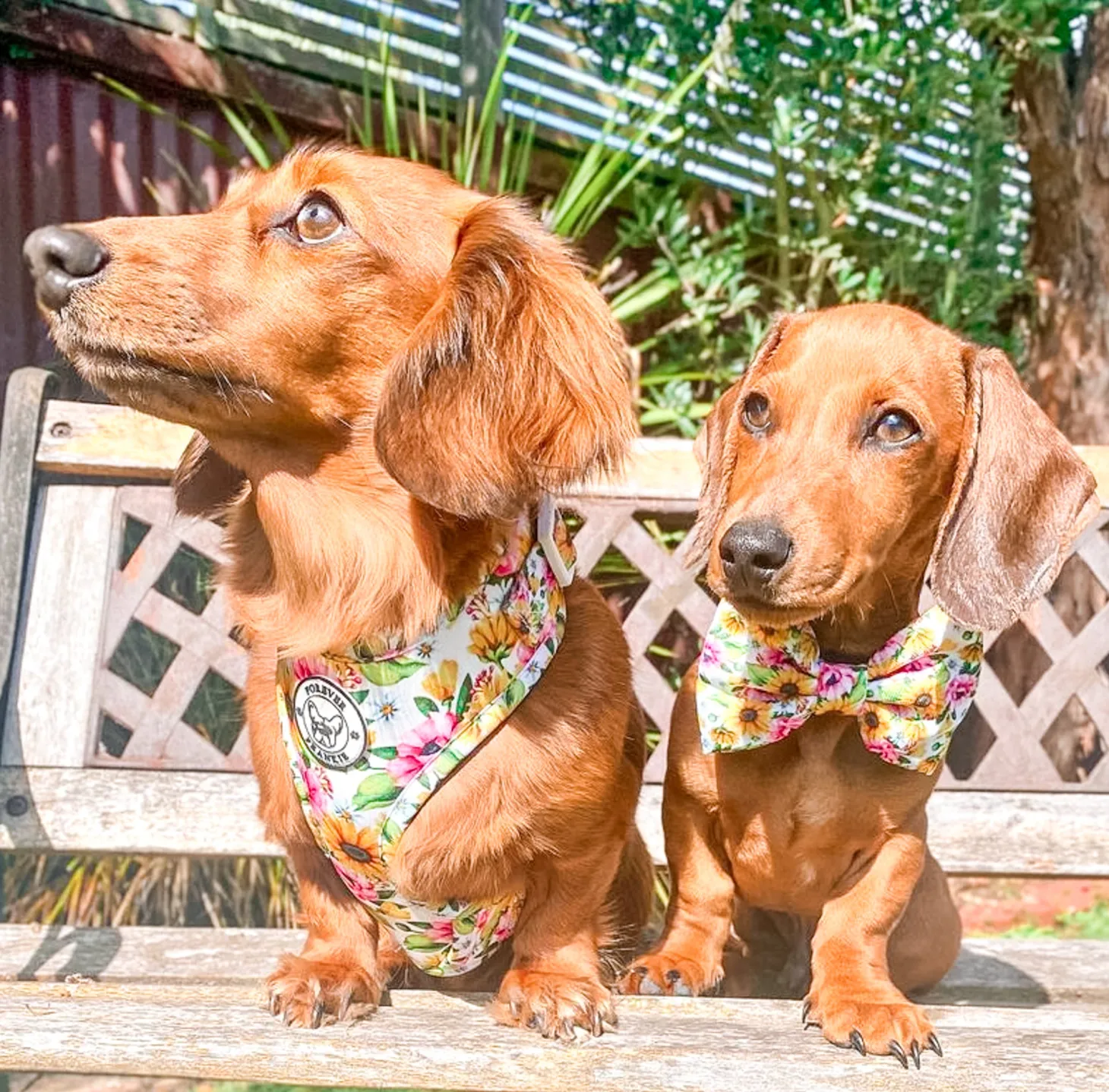 Heavenly Sunflower - Adjustable Harness