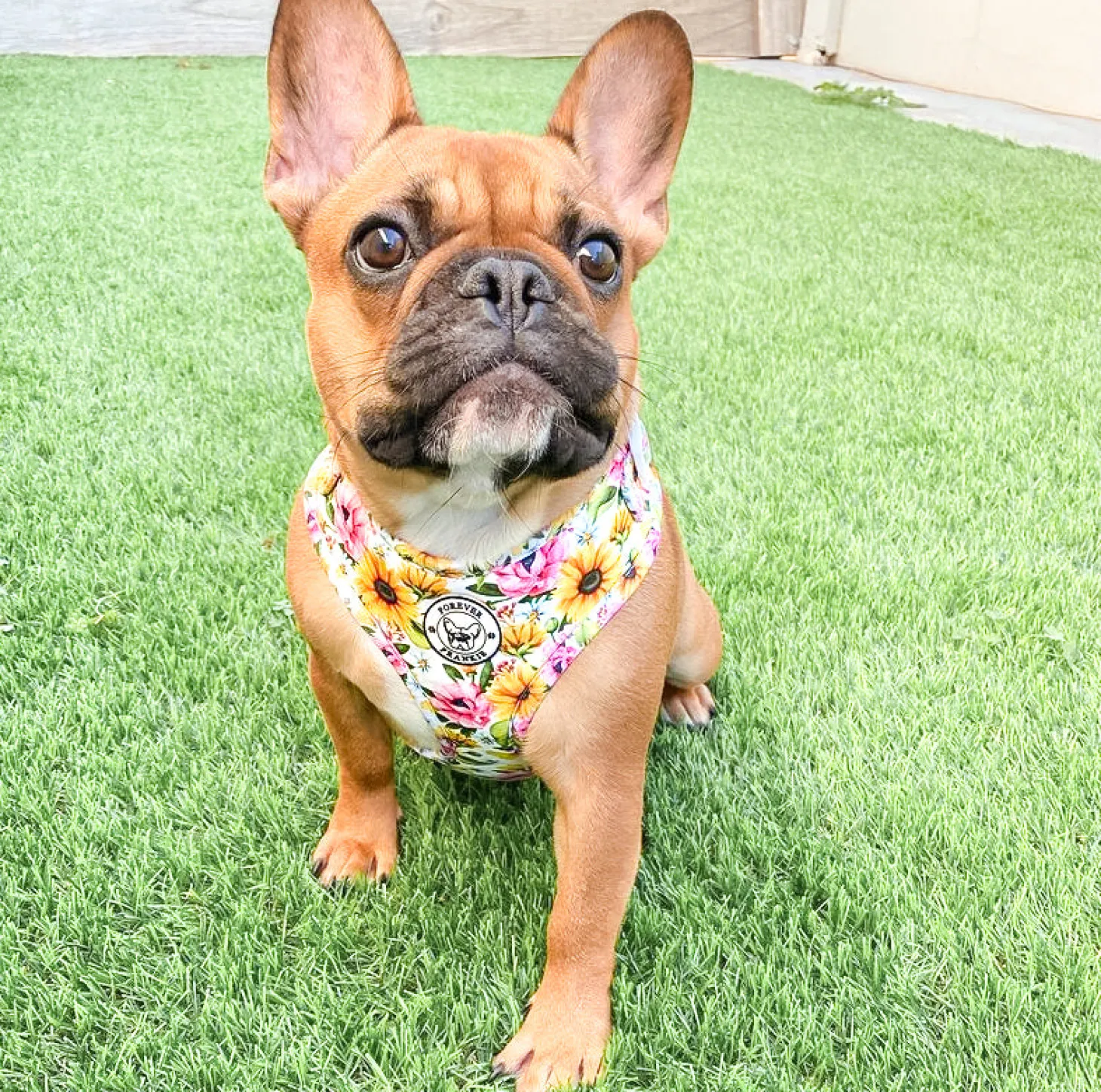 Heavenly Sunflower - Adjustable Harness