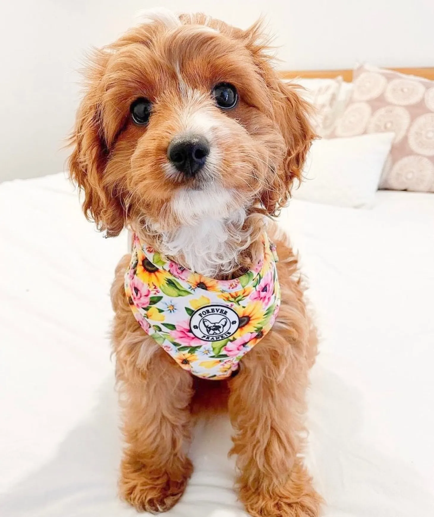 Heavenly Sunflower - Adjustable Harness