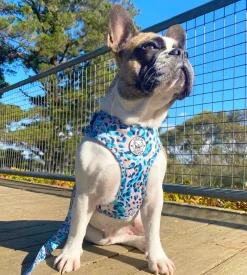 Jungle Fever - Adjustable Harness