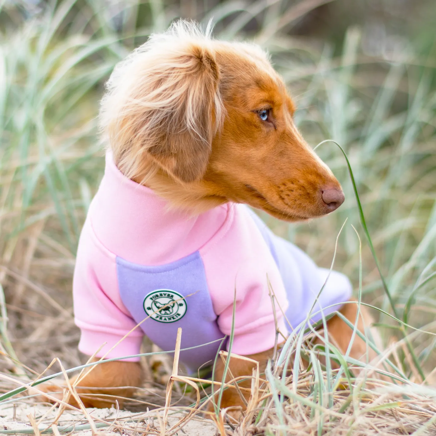 Lavender & Pink Sorbet Dog Skivvie