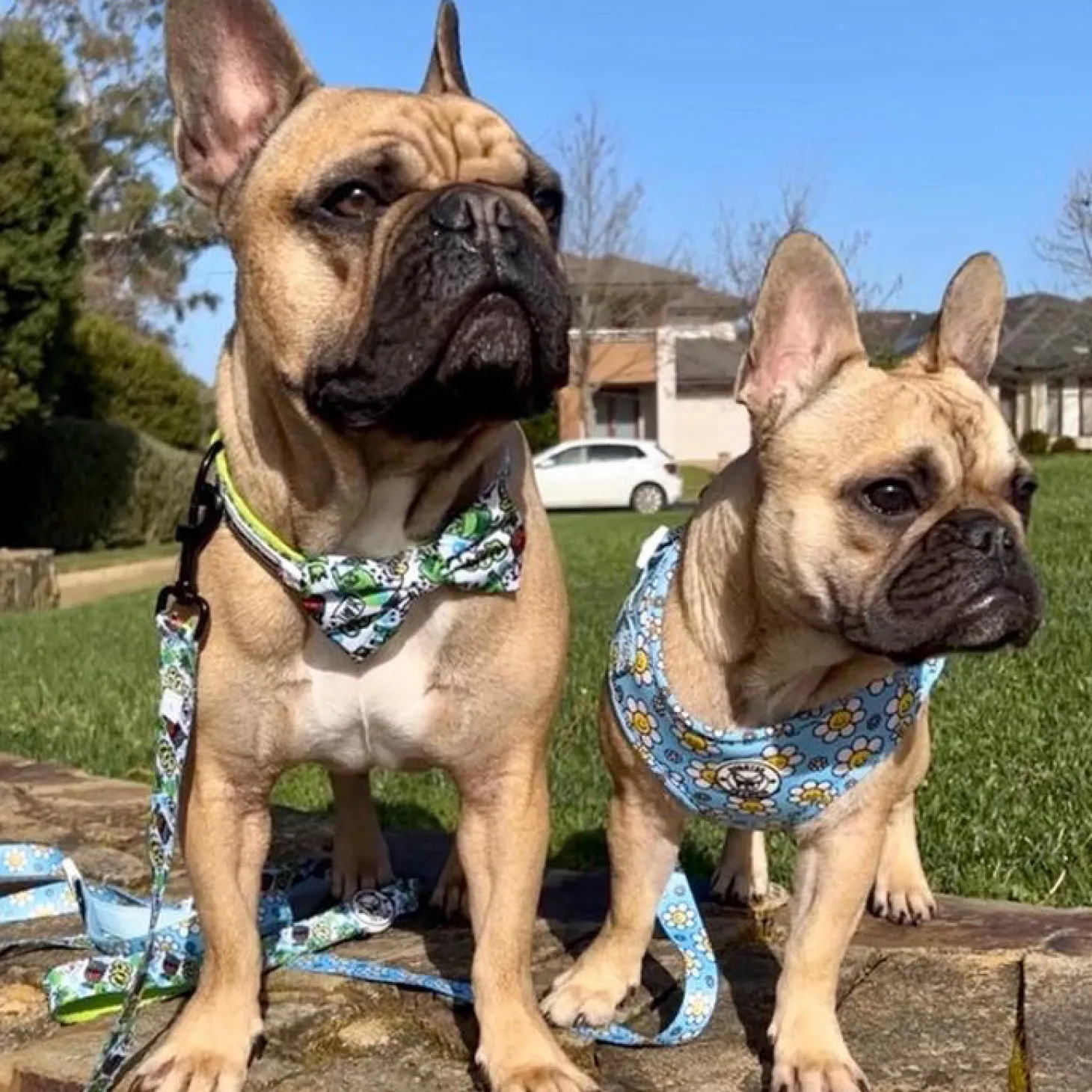 Lil Monster - Collar - End Of Line