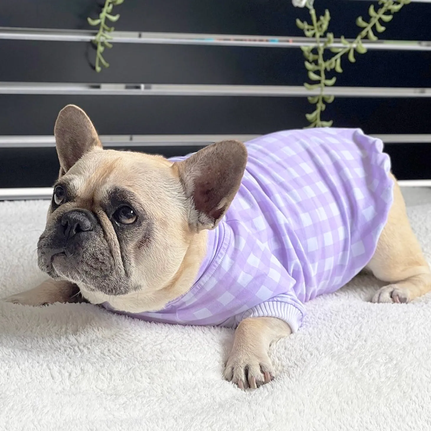 Lilac Love Dog Skivvie (Limited Edition)