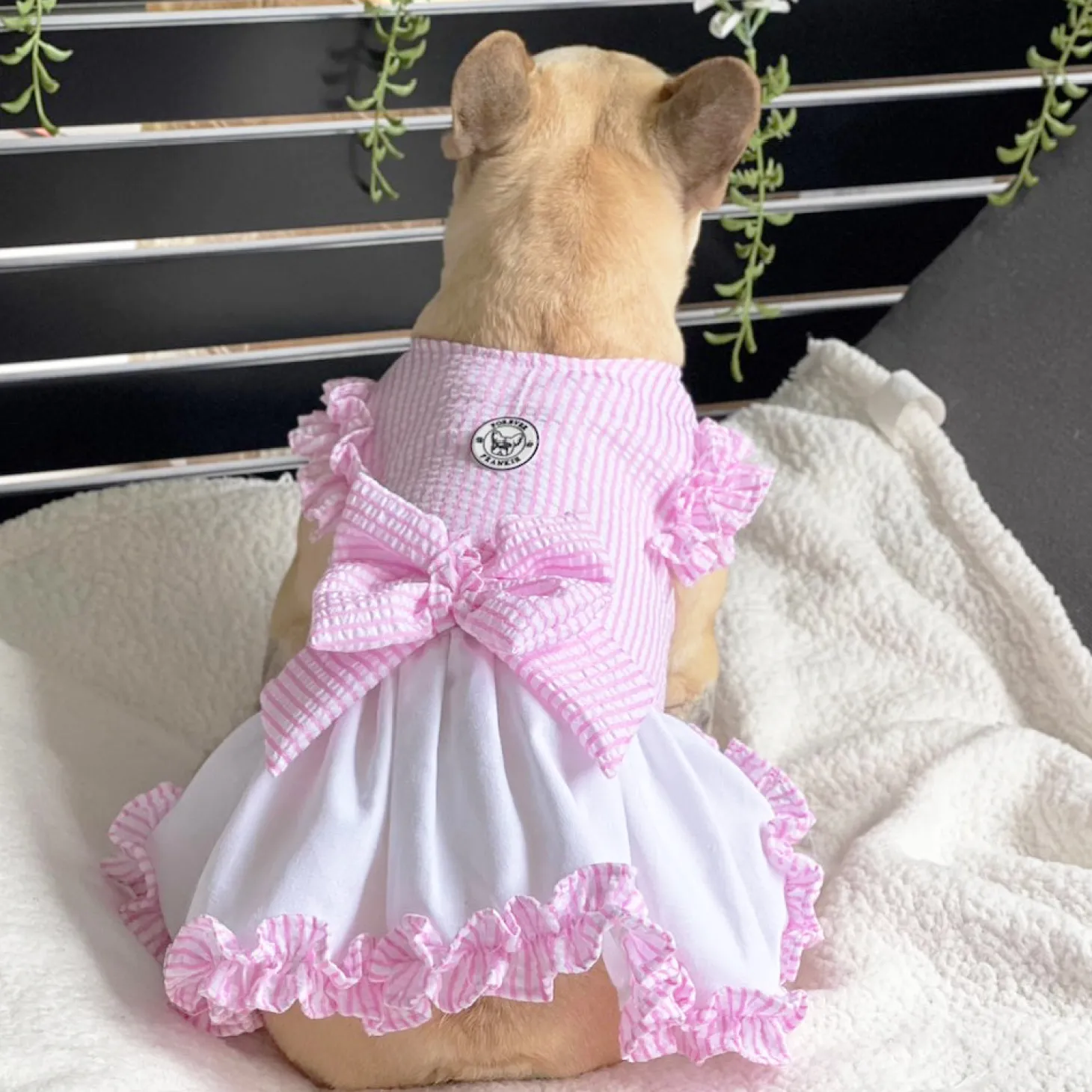 Luxe Pink Gingham Seersucker Dog Dress (Limited Edition)