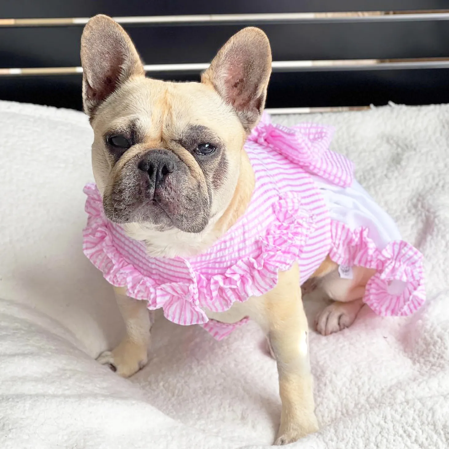 Luxe Pink Gingham Seersucker Dog Dress (Limited Edition)