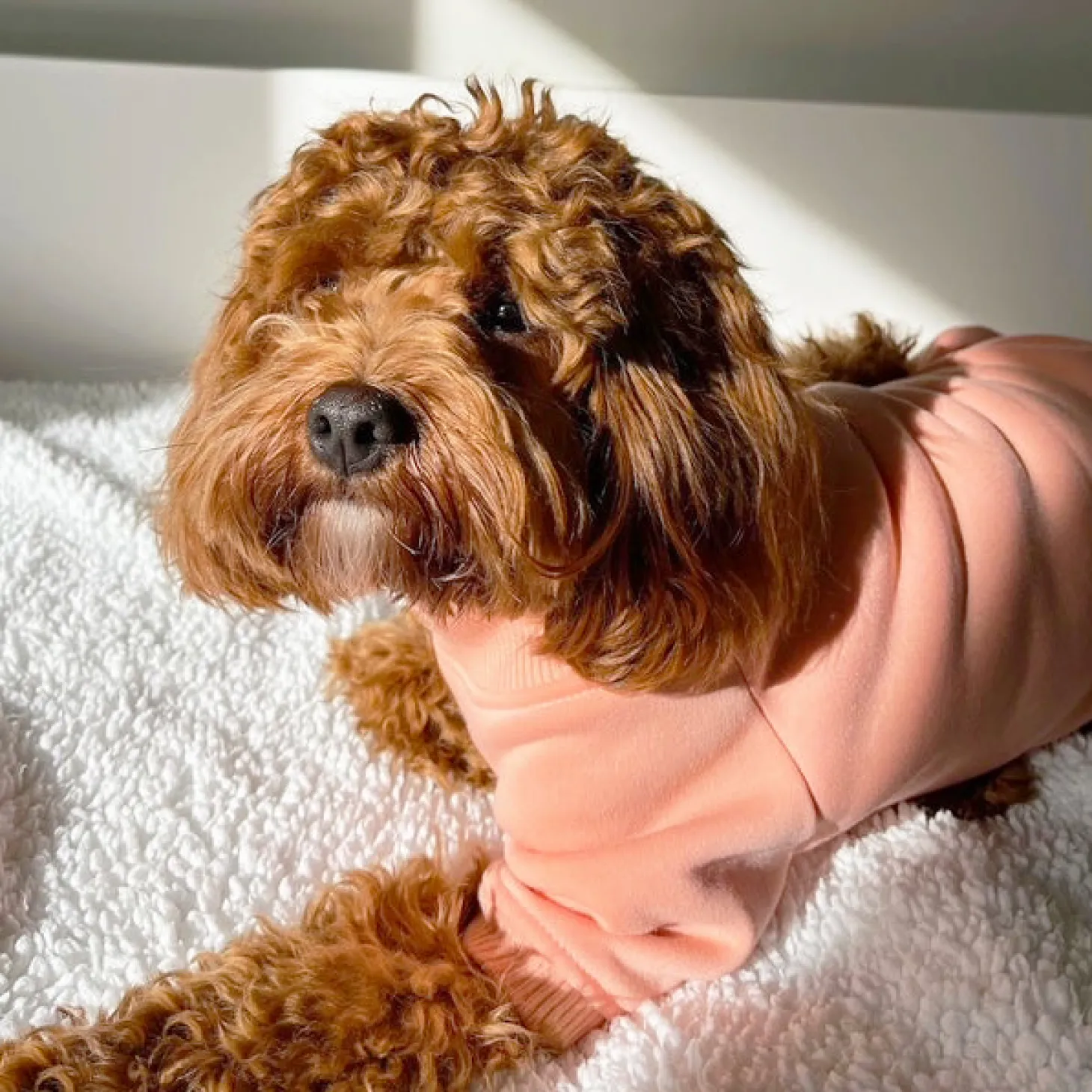 Mandarin Dog Skivvie