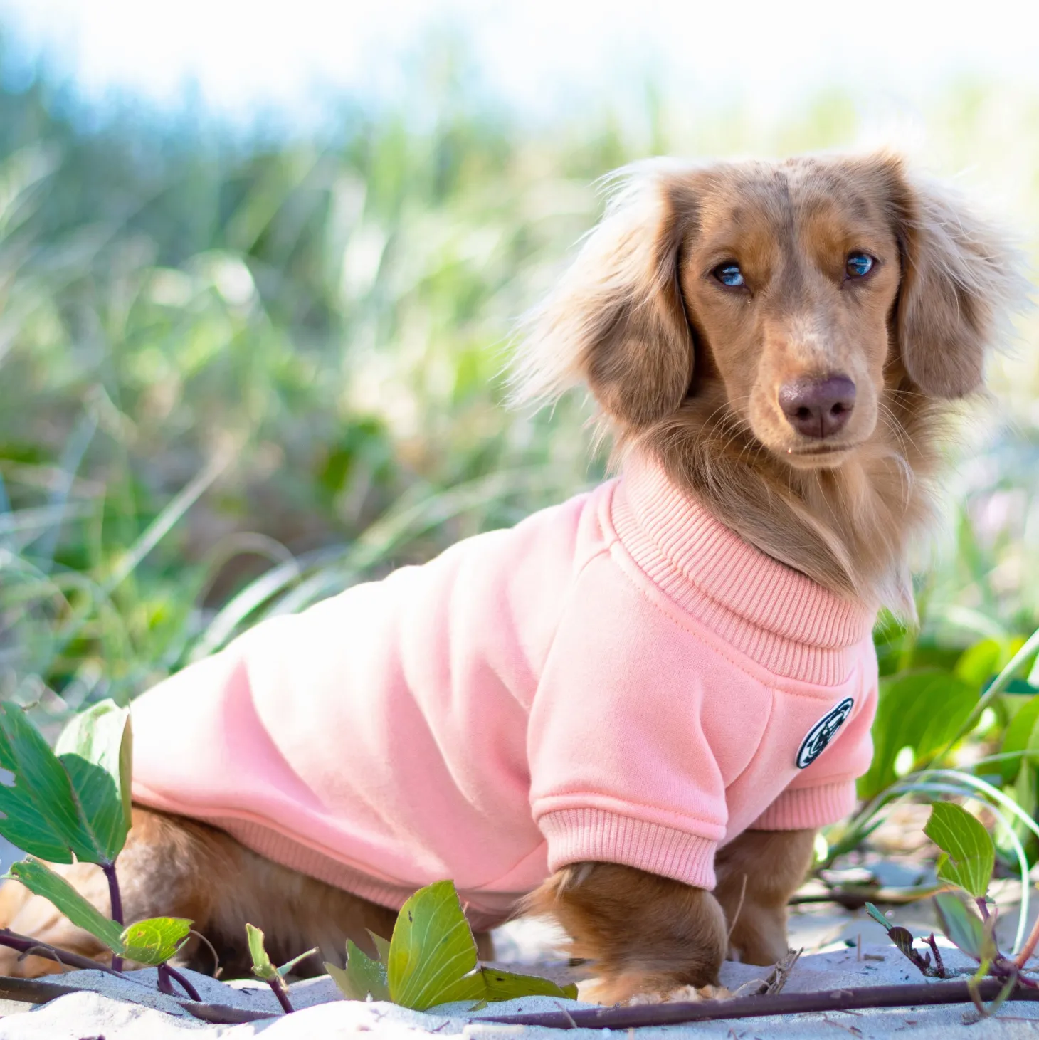 Mandarin Dog Skivvie