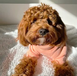 Mandarin Dog Skivvie