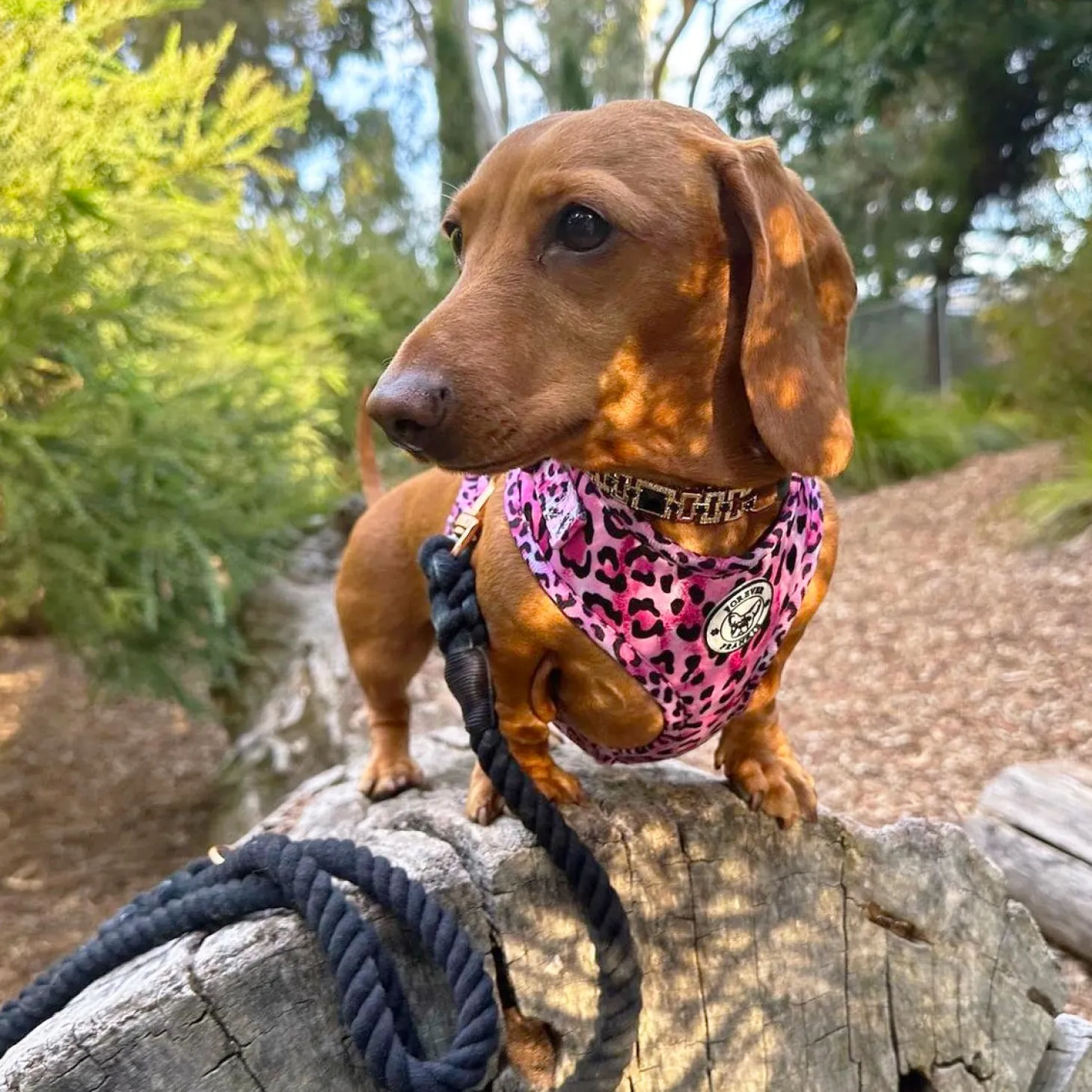 Midnight Black - Rope Dog Lead