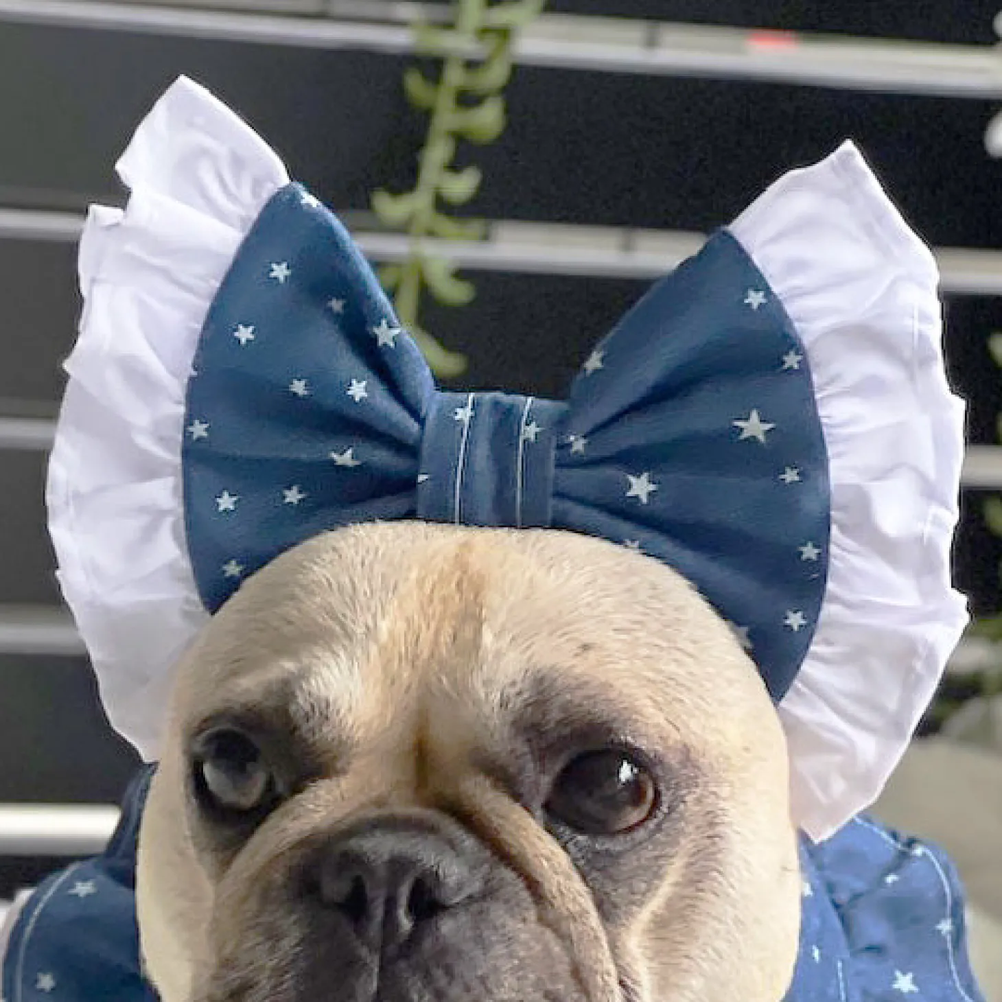 Midnight Stars & Lace - Head Bow (Limited Edition)